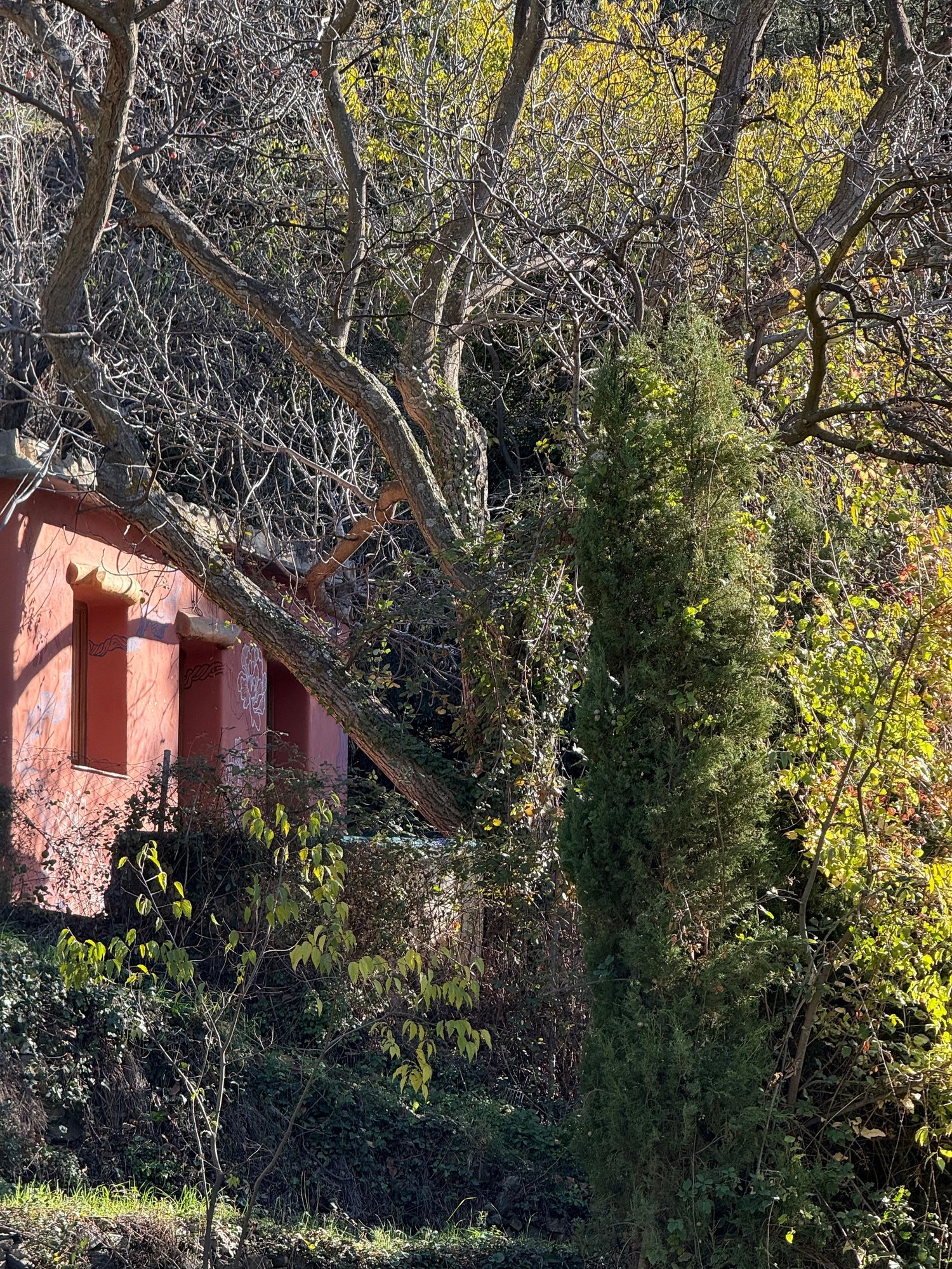 La Roja — Half hidden among the trees