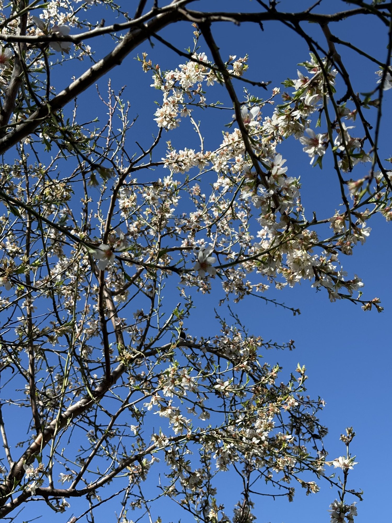 Almond blossom against the blue